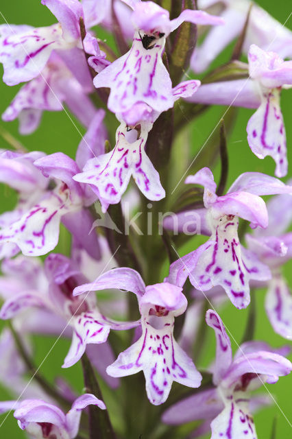 Spotted orchid (Dactylorhiza maculata)