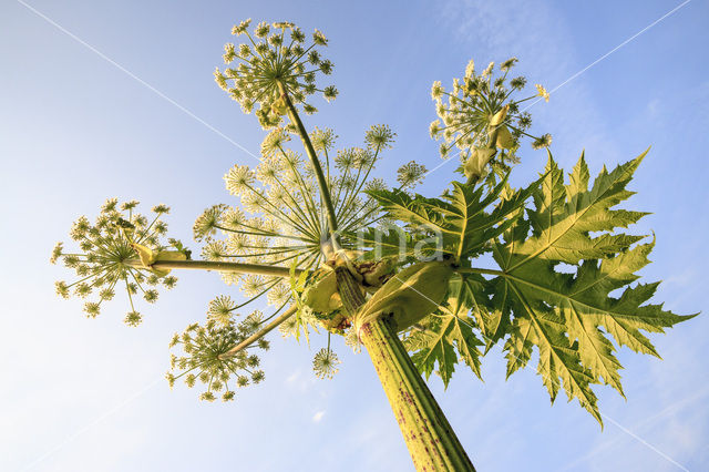 Hogweed (Heracleum sphondylium)