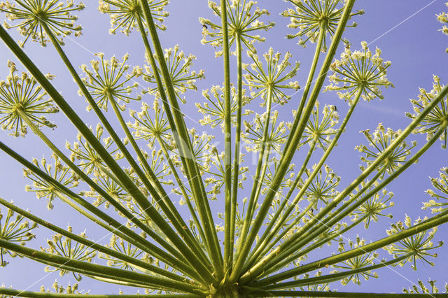 Hogweed (Heracleum sphondylium)