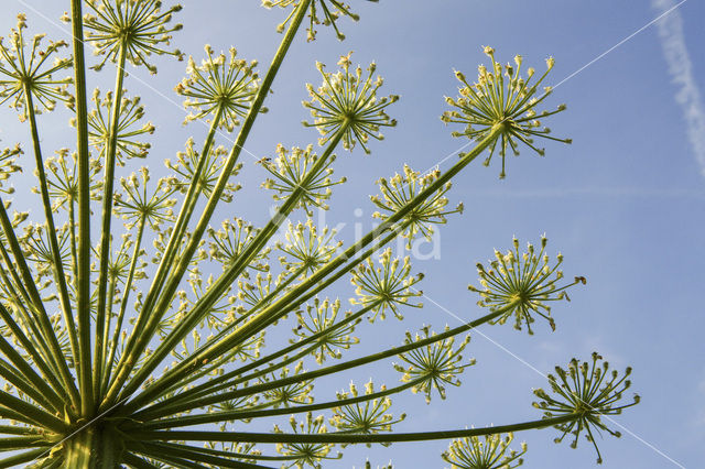 Hogweed (Heracleum sphondylium)