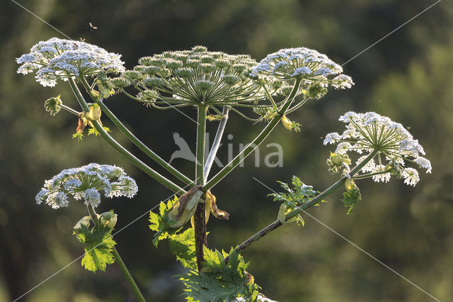 Gewone bereklauw (Heracleum sphondylium)