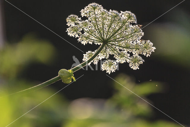 Gewone bereklauw (Heracleum sphondylium)