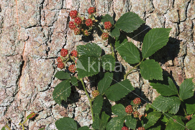 Gewone braam (Rubus fruticosus)