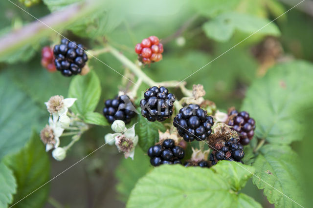 Gewone braam (Rubus fruticosus)