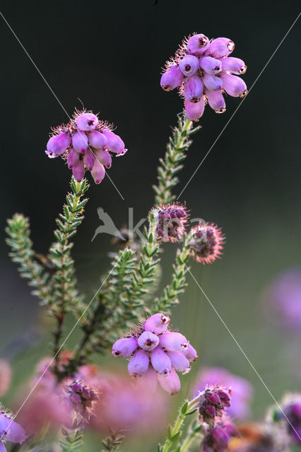 Cross-leaved Heather (Erica tetralix)