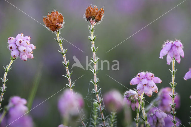 Cross-leaved Heather (Erica tetralix)