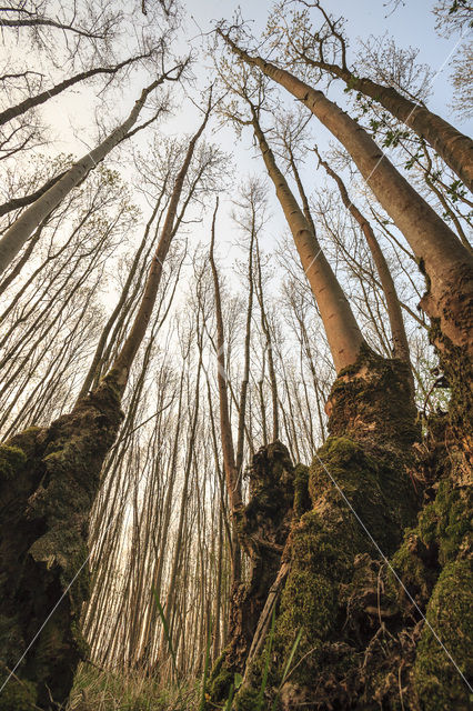 Gewone es (Fraxinus excelsior)