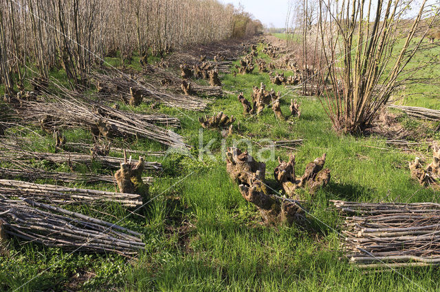 Ash (Fraxinus excelsior)