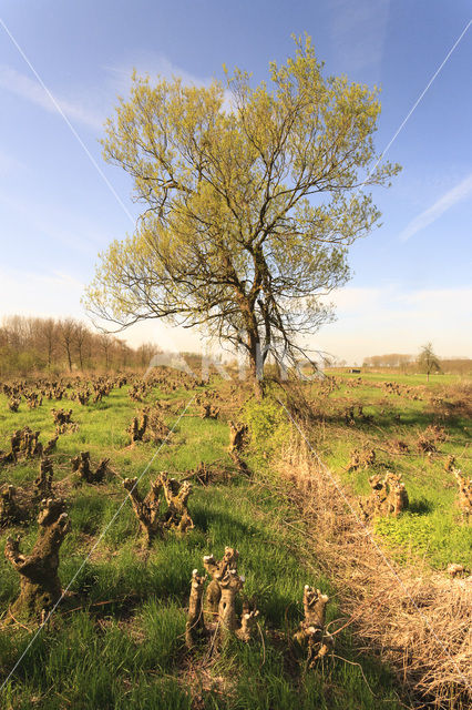 Gewone es (Fraxinus excelsior)