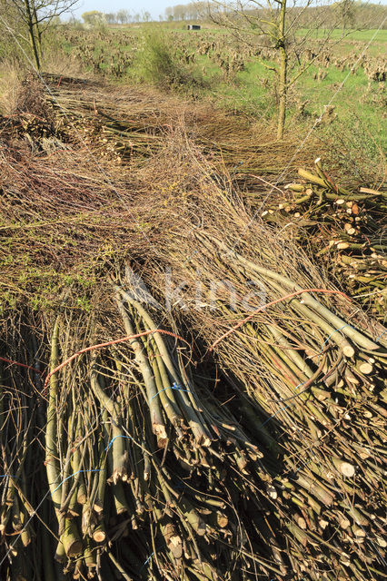 Ash (Fraxinus excelsior)