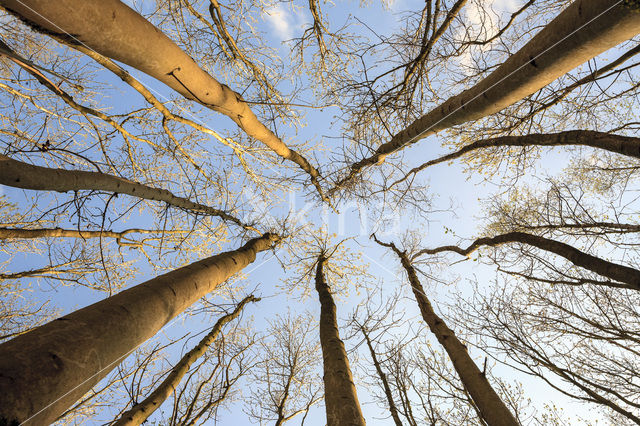 Gewone es (Fraxinus excelsior)