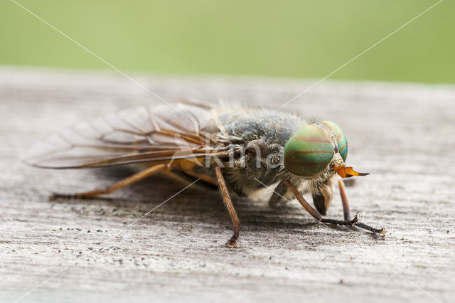 twin-lobed deerfly (Chrysops relictus)