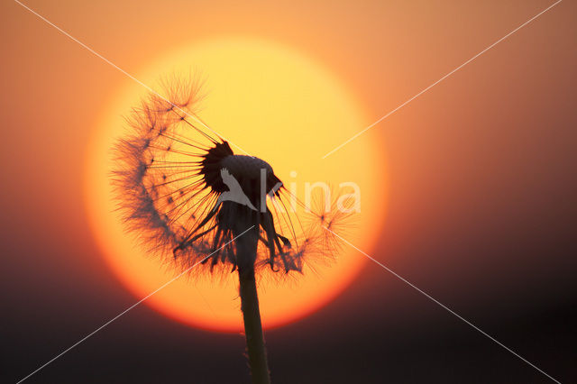 Gewone paardenbloem (Taraxacum officinale)