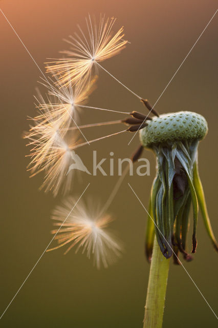 Gewone paardenbloem (Taraxacum officinale)