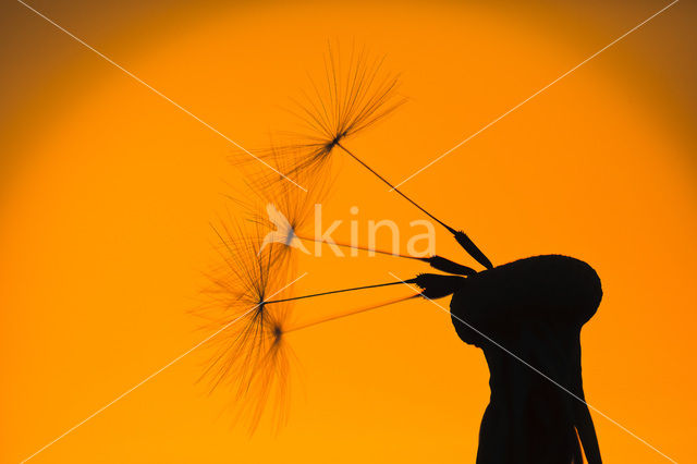 Common Dandelion (Taraxacum officinale)