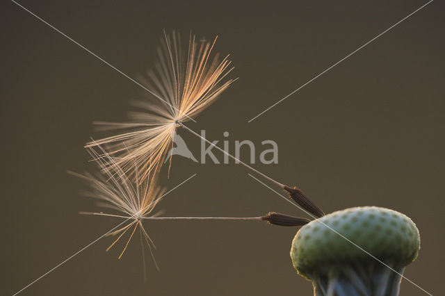 Gewone paardenbloem (Taraxacum officinale)