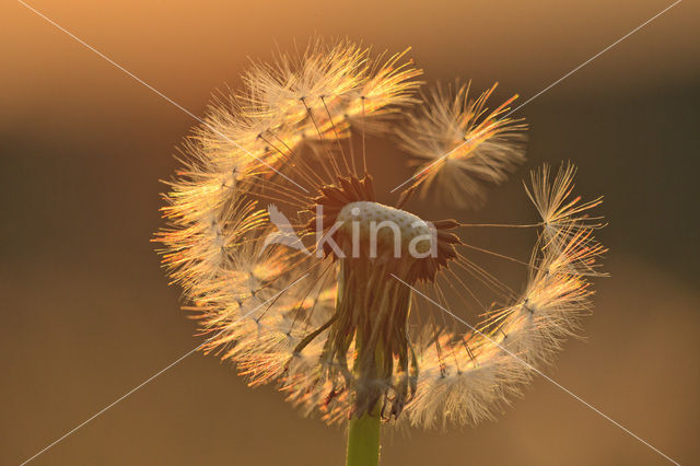 Gewone paardenbloem (Taraxacum officinale)