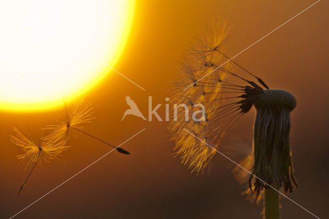 Common Dandelion (Taraxacum officinale)