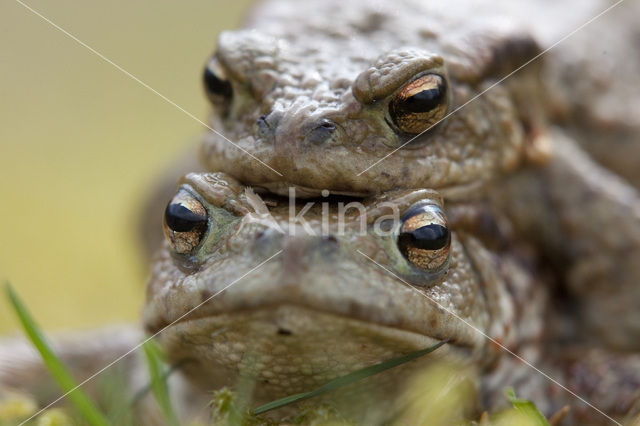 Common Toad (Bufo bufo)
