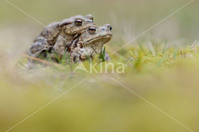 Gewone pad (Bufo bufo)