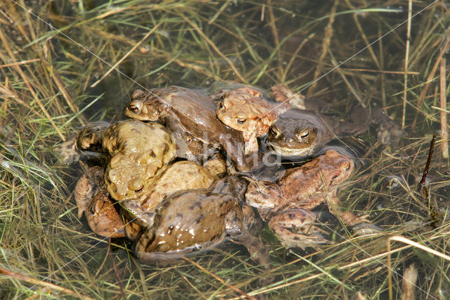 Gewone pad (Bufo bufo)