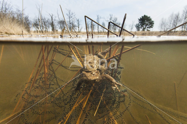 Common Toad (Bufo bufo)