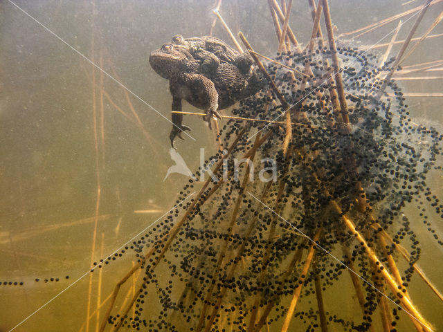 Common Toad (Bufo bufo)