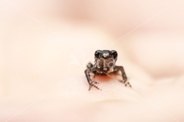 Common Toad (Bufo bufo)