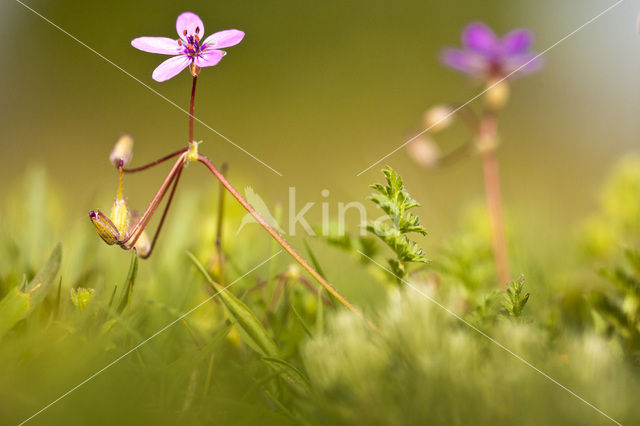 Gewone reigersbek (Erodium cicutarium)