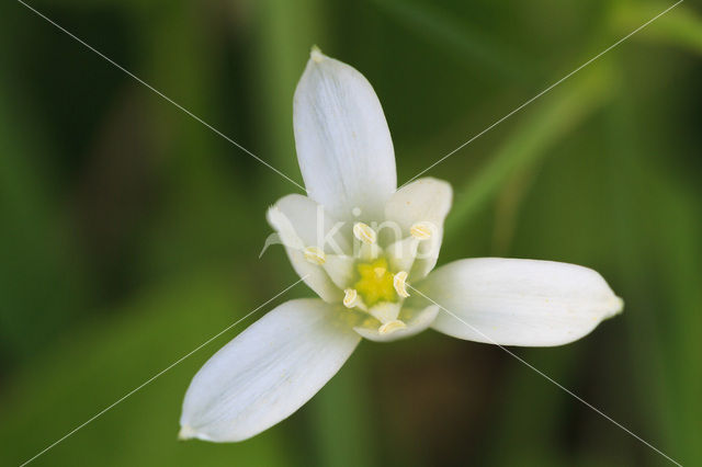 Common star of Bethlehem (Ornithogalum umbellatum)