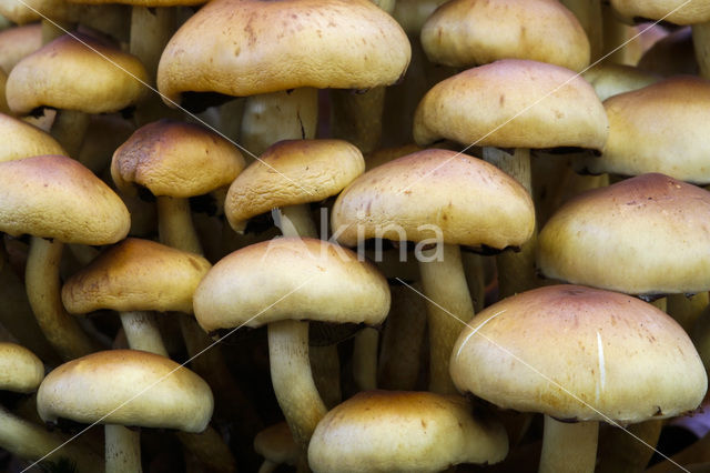 Sulphur tuft (Hypholoma fasciculare)