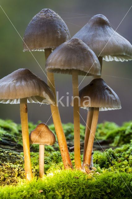 Sulphur tuft (Hypholoma fasciculare)