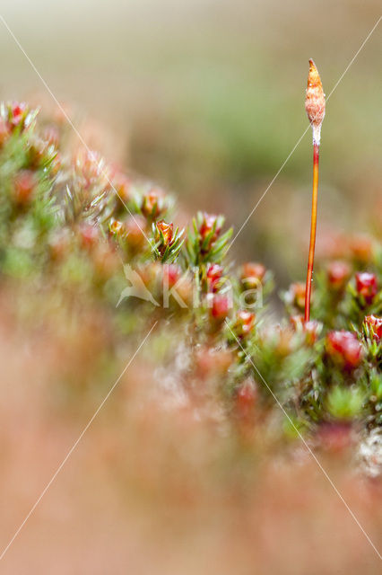 haircap moss (Polytrichum commune)