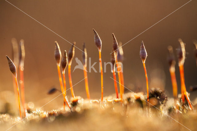 Gewoon haarmos (Polytrichum commune)