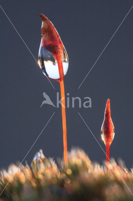 haircap moss (Polytrichum commune)