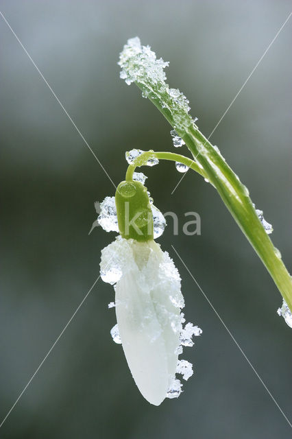 Gewoon sneeuwklokje (Galanthus nivalis)