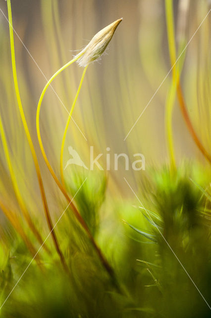 Swan’s-neck Thyme-moss (Mnium hornum)