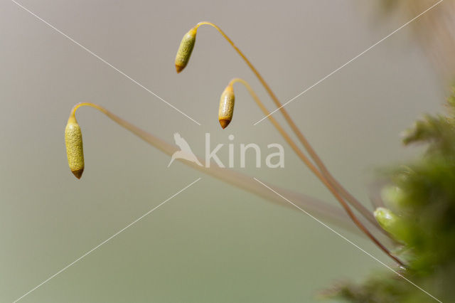 Swan’s-neck Thyme-moss (Mnium hornum)