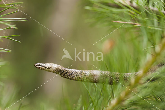 Gladde slang (Coronella austriaca)