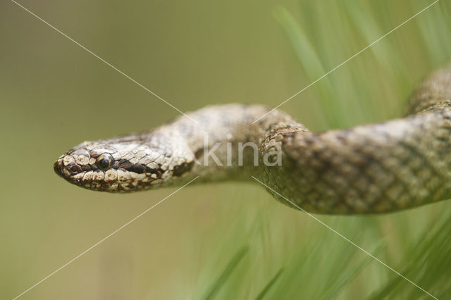 Gladde slang (Coronella austriaca)