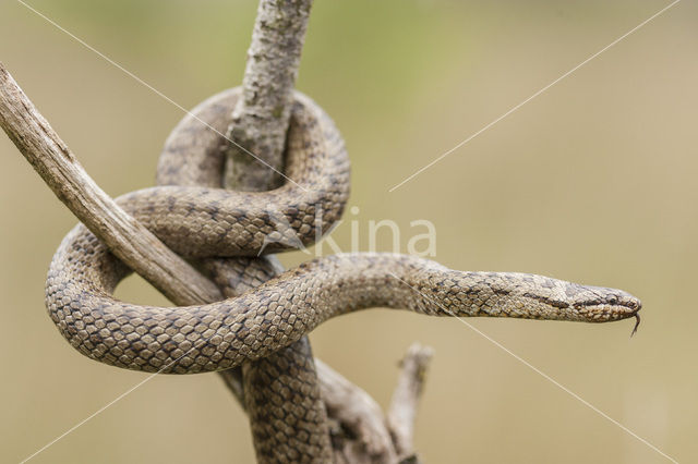 Gladde slang (Coronella austriaca)