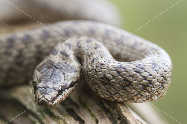 Gladde slang (Coronella austriaca)