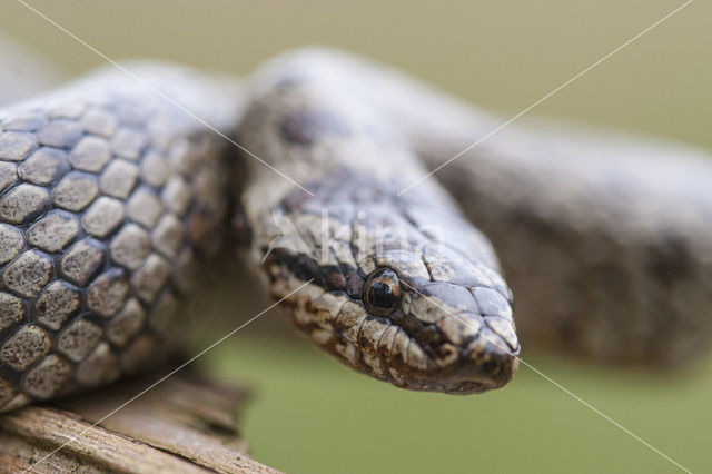 Smooth Snake (Coronella austriaca)