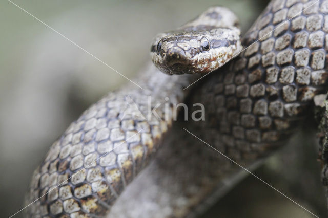Gladde slang (Coronella austriaca)