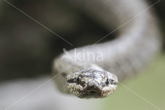 Smooth Snake (Coronella austriaca)