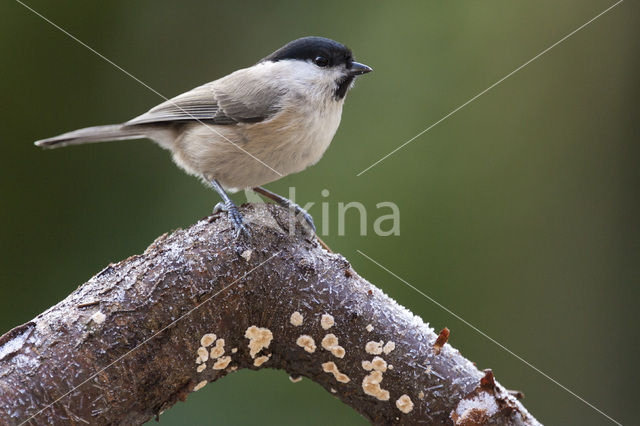 Glanskop (Parus palustris)