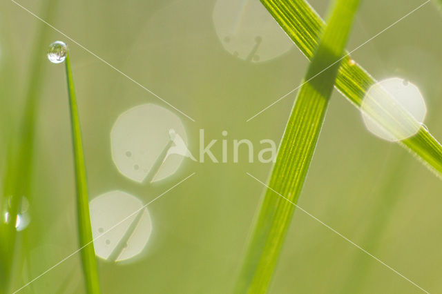 Grass