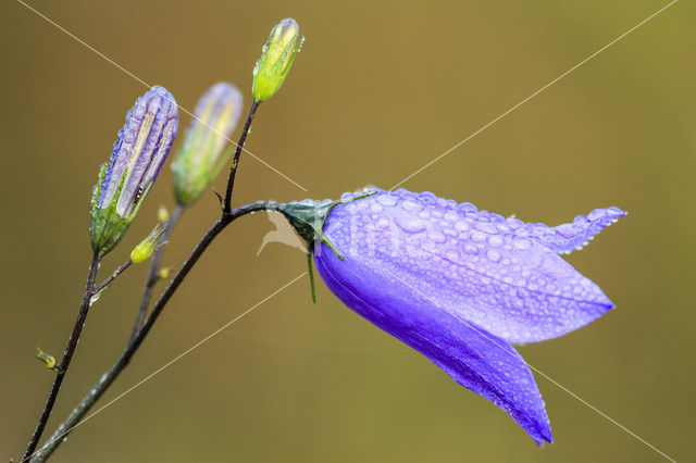 Grasklokje (Campanula rotundifolia)