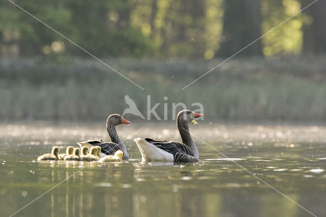 Grauwe Gans (Anser anser)