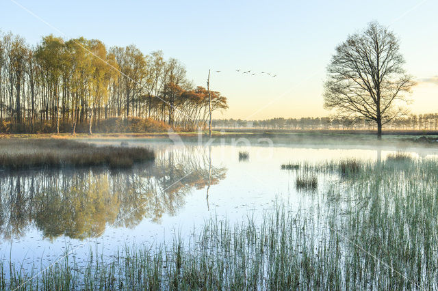 Grauwe Gans (Anser anser)